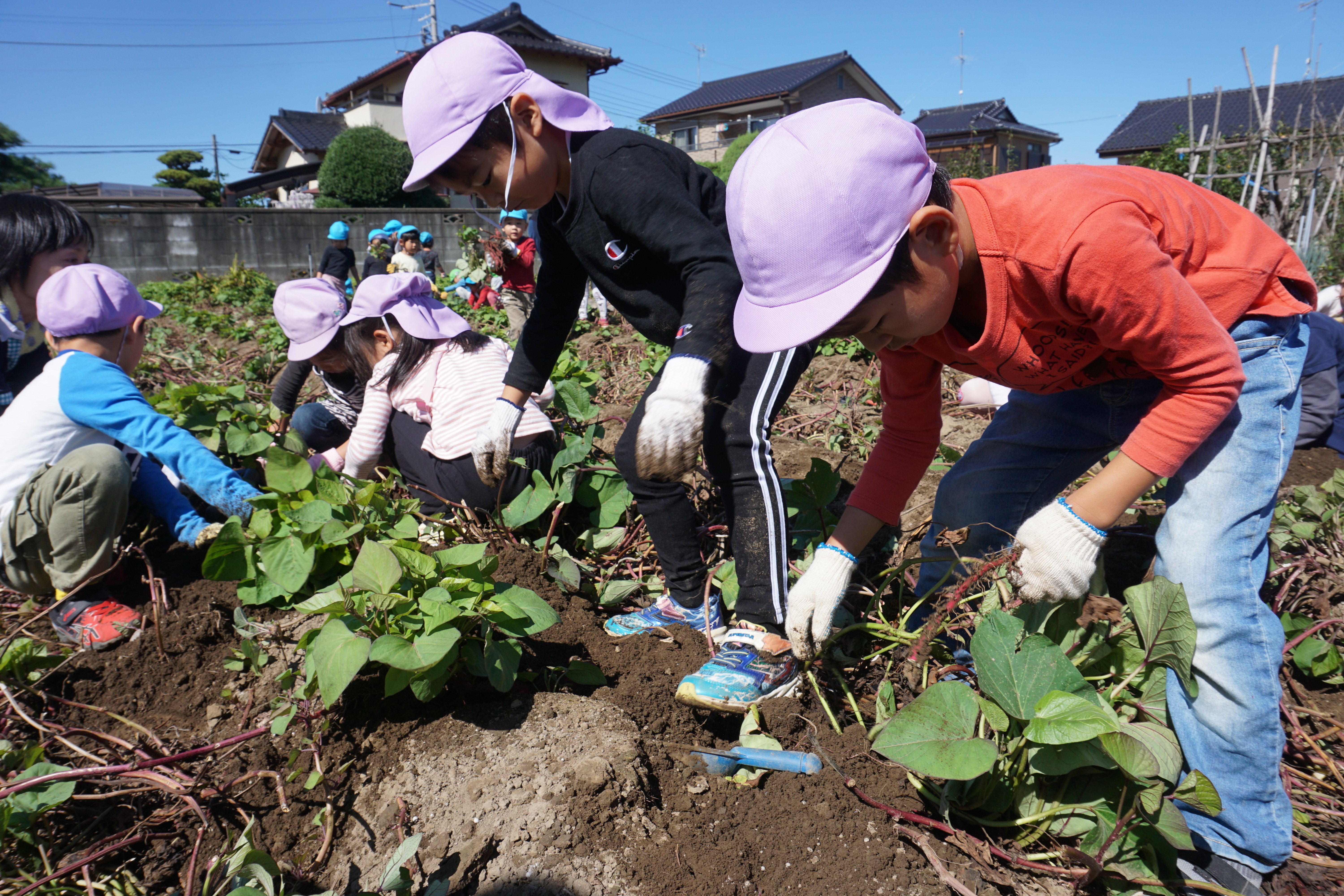 おうぎ★さつまいも掘り