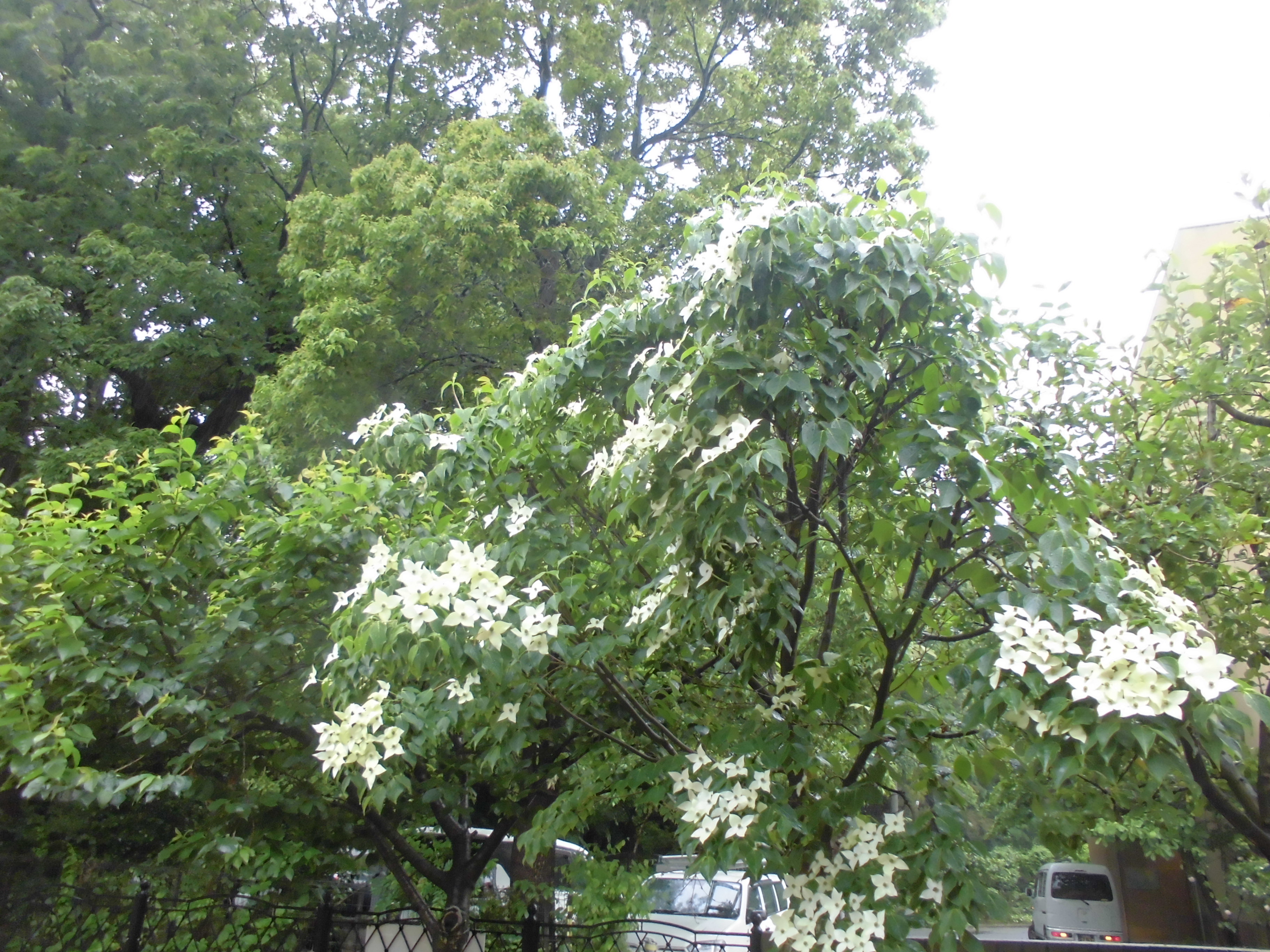 雨の保育園