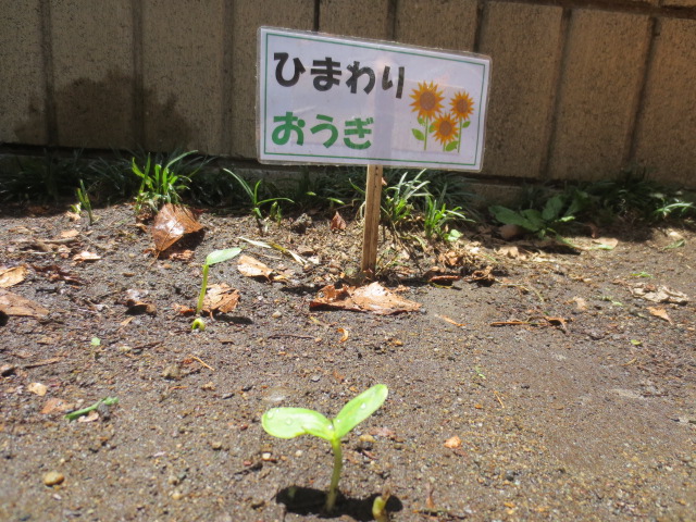 おうぎ組(5歳児)☆最近の様子