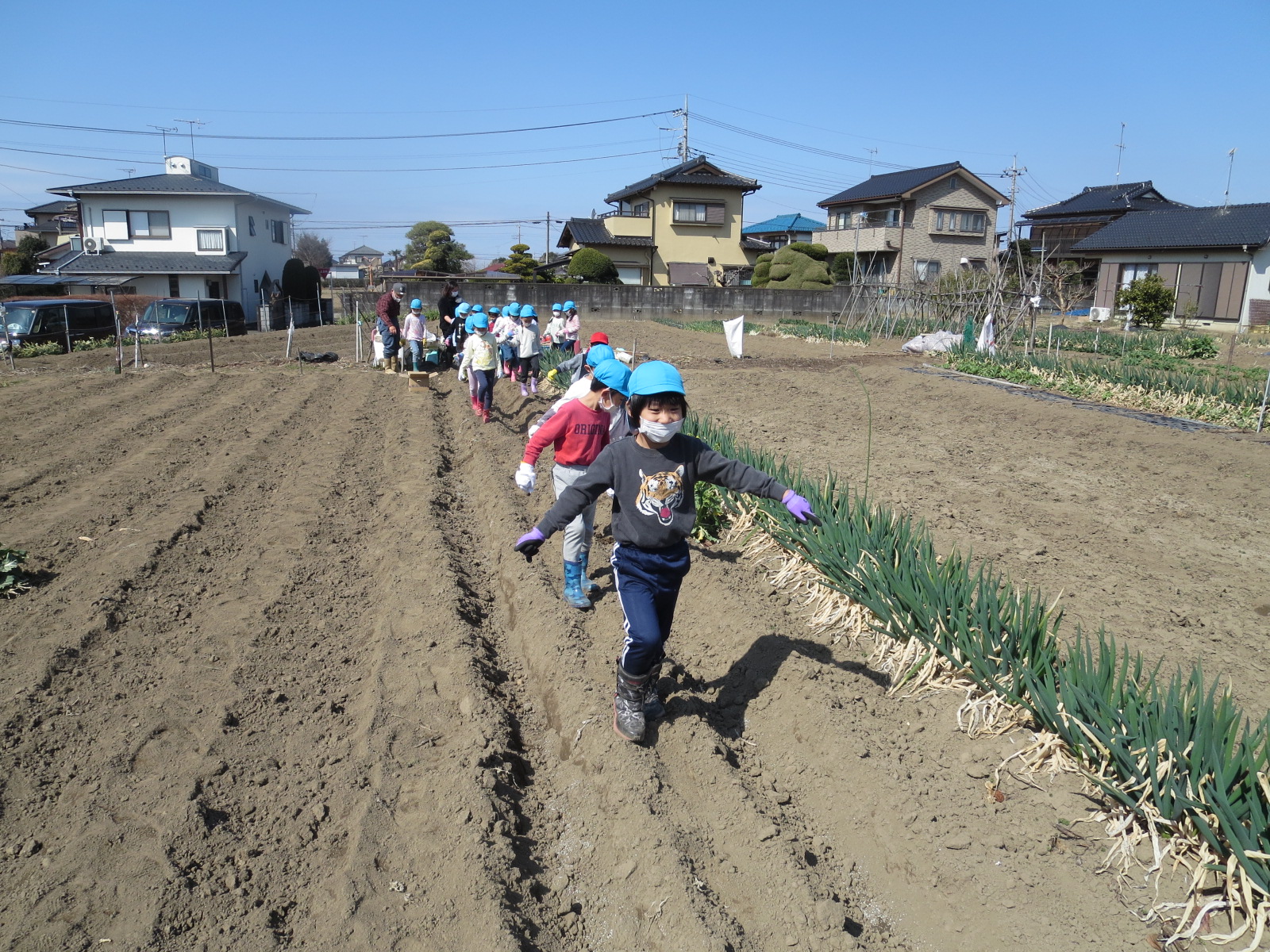 おうぎ組☆じゃがいもの苗植え