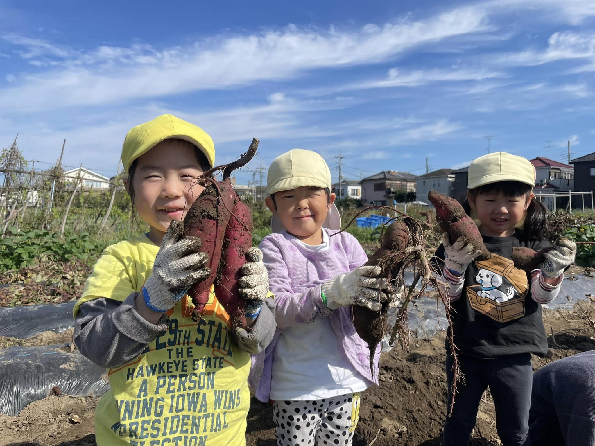 わかば組★さつまいも堀り