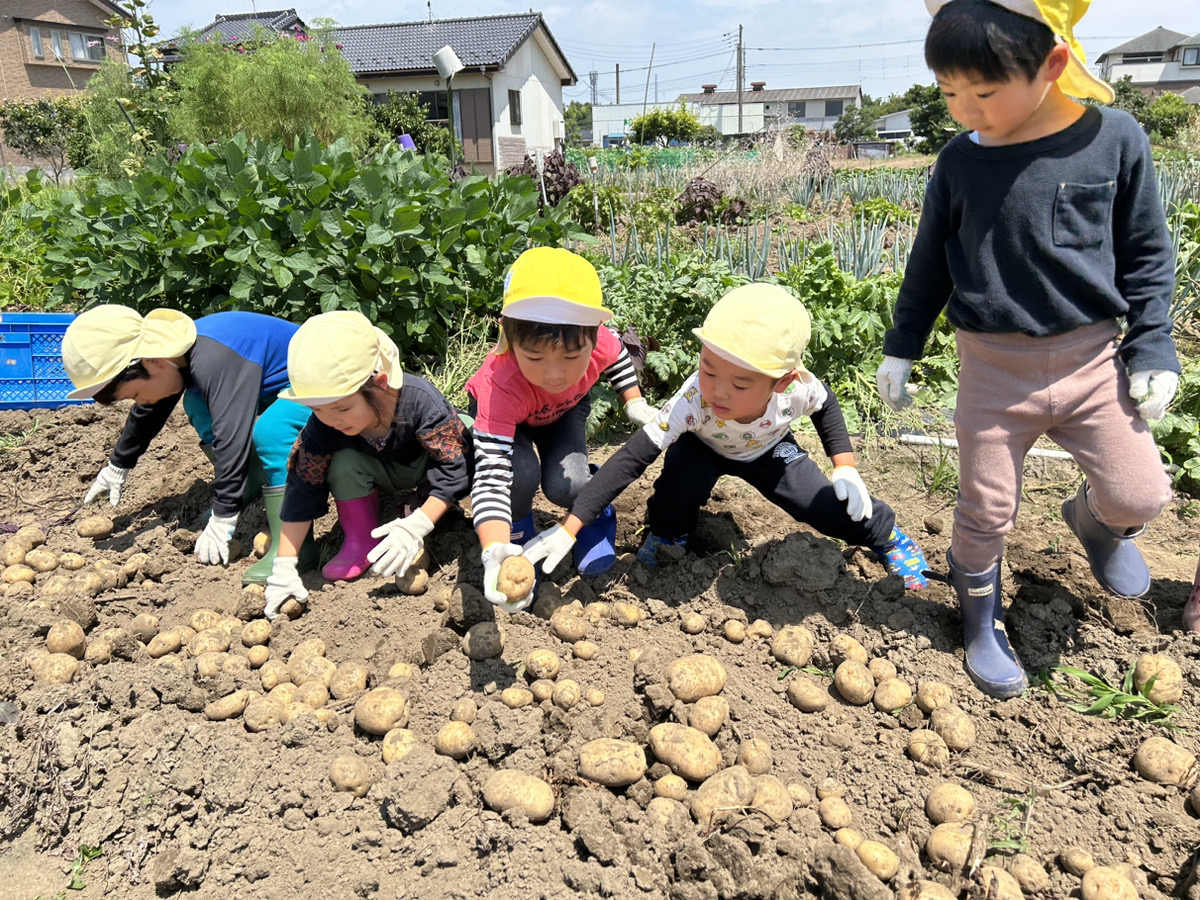 けやき組★じゃがいも掘り