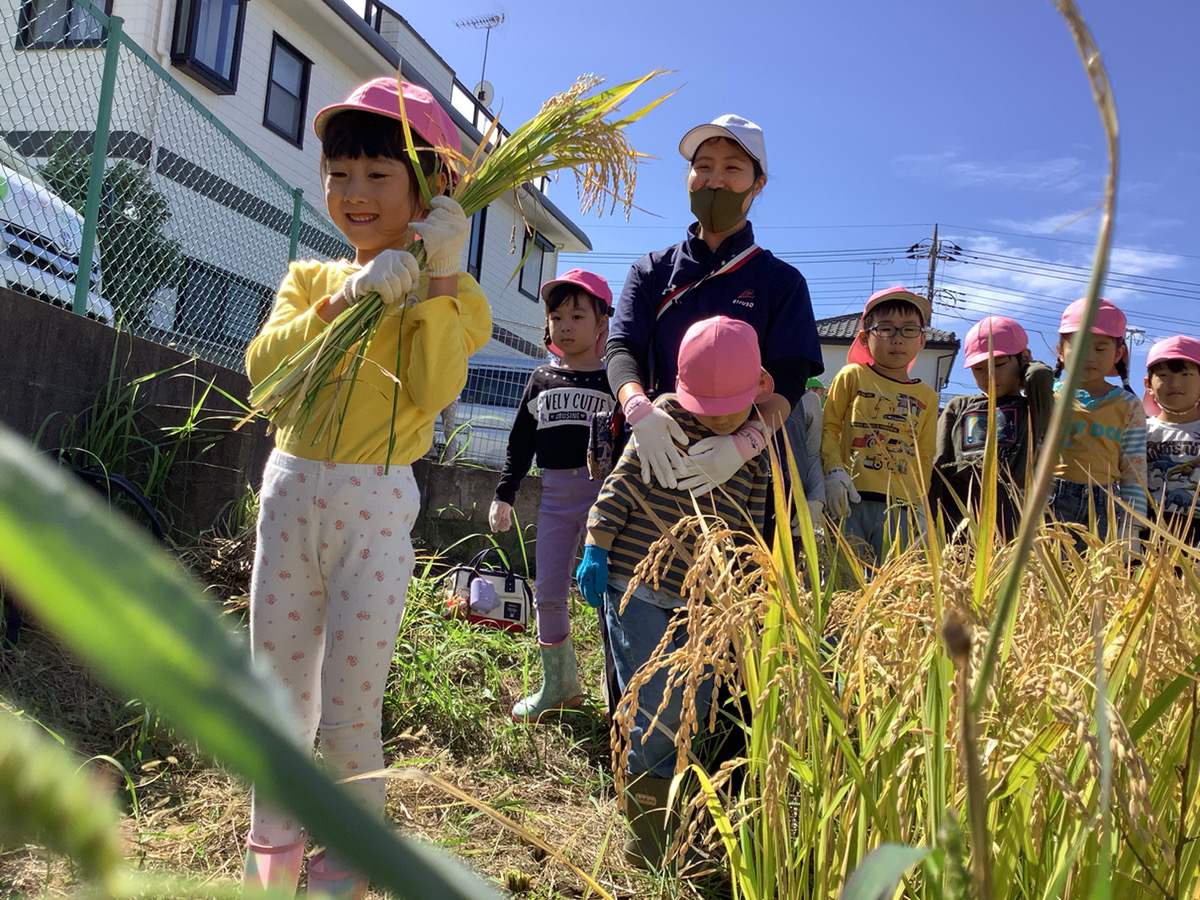 おうぎ組★稲刈り　