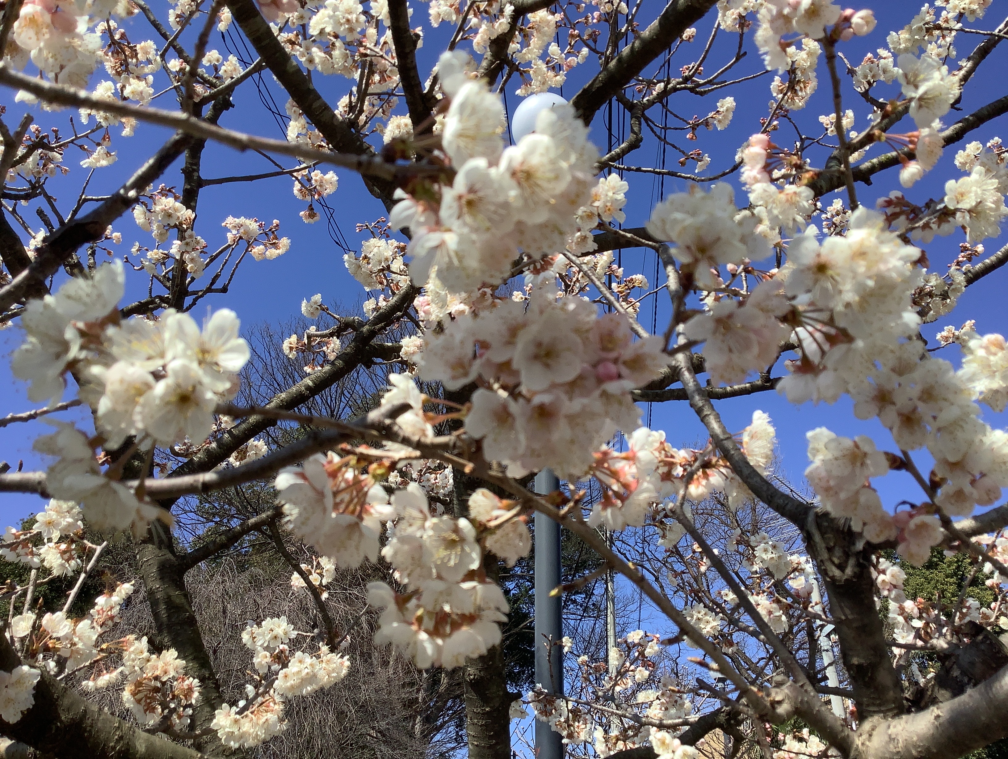 つぼみ組　さくらが咲きました